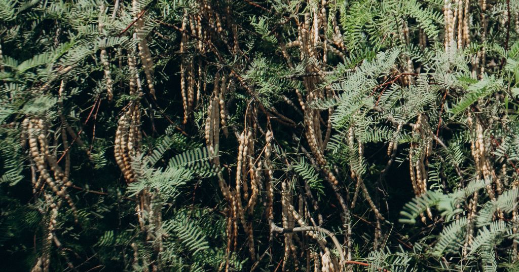 Mesquite: The Rediscovered Botanical Powering a New Kind of Daily Wellness