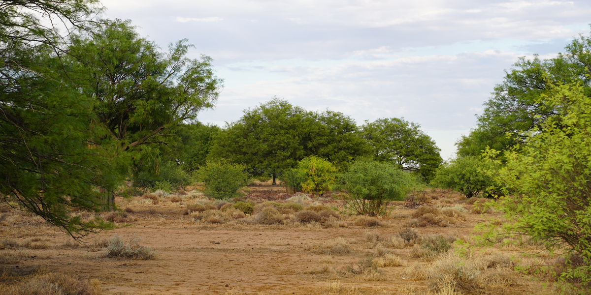 The Water-Smart Brew: How MannaBrew Protects South African Ecosystems